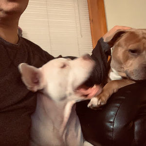 Meet your Posher, Israel